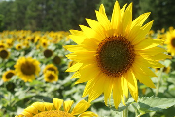 Obraz premium Sunflower field in Nayoro, Hokkaido, Japan