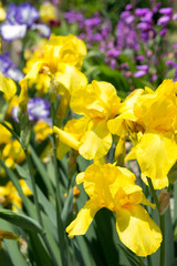 Bearded iris or the German bearded iris