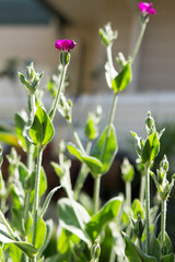 Silene coronaria, rose campion or 
