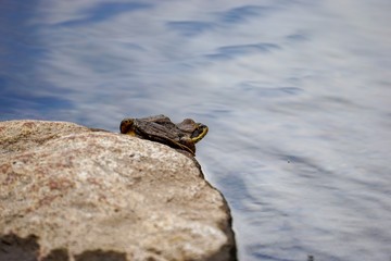 Resting Frog and Lake