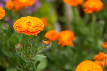 Calendula officinalis, pot marigold or common marigold, 
