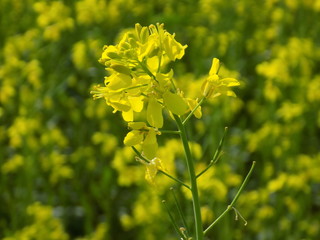 yellow flower 1 