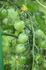 Immature cherry tomato