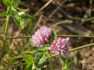 pink flower by the beach