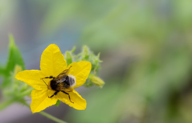 Small bumblebee sitting on yellow cucumber flower in greenhouse. Process of spreading pollen and gathering nectar. Copy space.