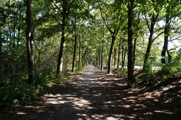 Obraz premium path in the forest