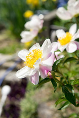 Fototapeta premium 芍薬の花