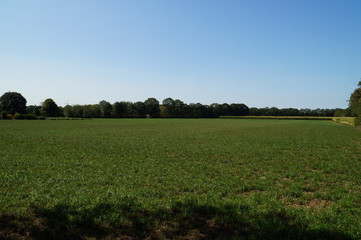 landscape with green field and blue sky