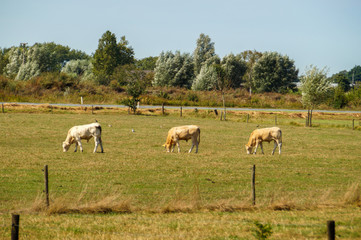 Naklejka na ściany i meble herd of horses grazing in a meadow