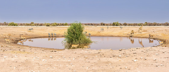 Animals drinking at a waterhole in Etosha National Park, Namibia, in the dry season.