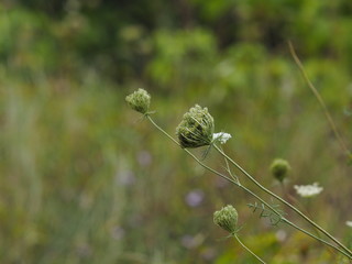 Burdock