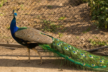 Indian peafowl or blue peafowl (Pavo cristatus), a large and brightly coloured bird. Peacock. Beautiful bird. Peahen.