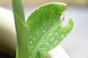green leaf with water drops