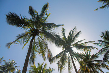 Fototapeta na wymiar Several palm trees on the shores of the sea