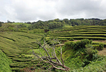 View on the tea plantation valley at Azores, Portugal