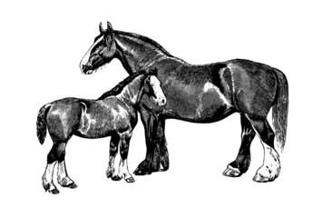 Vintage Horse Pair Illustration Etching Vector