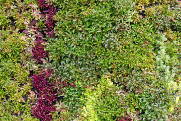 Fototapeta na wymiar landscape of violet purple and green plants in a flower composition