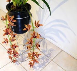 Charming Cymbidium Orchid and its wonderful shadow