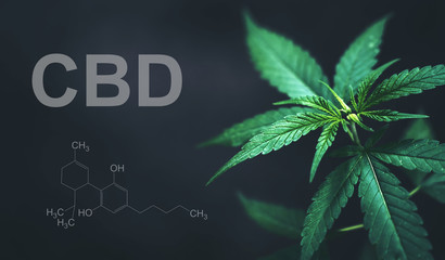 Marijuana leaves with cbd thc chemical structure