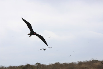 A group of magnificent frigate bird,Fregata magnificens,soaring through the sky