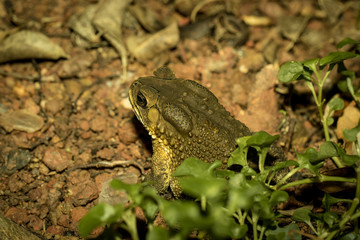 Toad on ground.