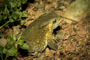 Toad on ground.