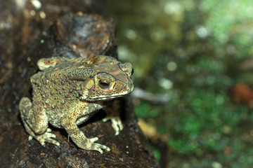 Toad on ground.
