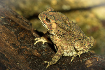 Toad on ground.