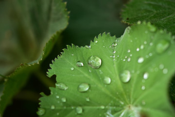 アルケミラモリスの葉の上の雨粒