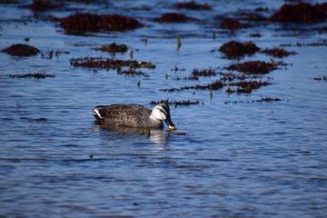 海でエサを探すカルガモ