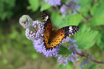 ダンギクに止まるツマグロヒョウモンの雌
