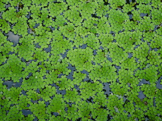 green leaves background, aquatic plant outdoor nature