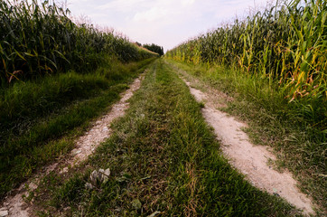 Countryside Dirty Road