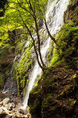 兵庫県・緑深い峡谷の陽光に映える足尾の滝