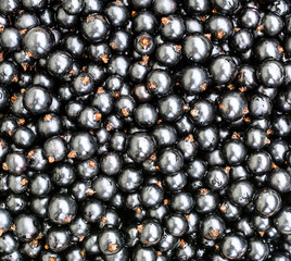 Black currant. Top view.