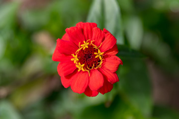 FLOR ROJA PAISAJE JARDIN FLORES NATURALEZA FLORA
