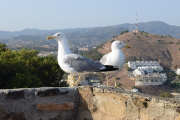 Gaviotas en la cornisa
