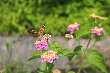 ランタナの花の蜜を吸うヒメアカタテハ