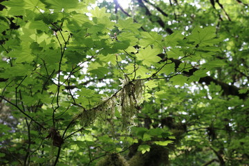 tree with green leaves