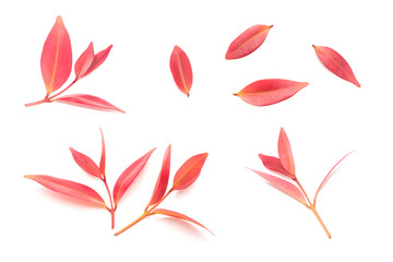 A group of beautiful red branches leaves isolated on white background