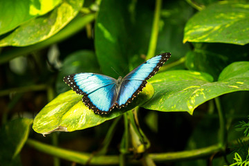 Blue Butterfly 