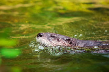 Fototapeta premium Otter Swimming