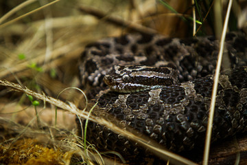 Snake