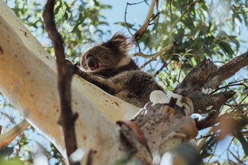 Beautiful koala in its pure natural habitat, hung from the branches of a tree, almost asleep, looking at camera, near Melbourne, Australia.