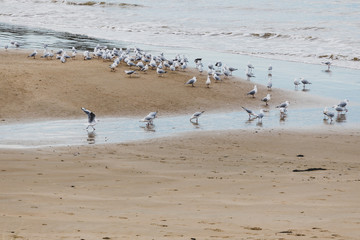 beach landscape in Blackmans Bay in Tasmania