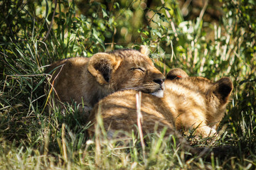 Two lion cubs in tall grass sleeping