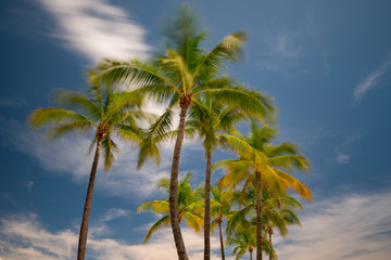 Fototapeta na wymiar Palm trees swaying in the wind. Long exposure shot to show motion blur