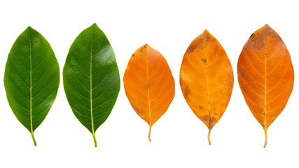 Yellow and green leaves of the jackfruit tree leaves isolated on white background for your design. Top view