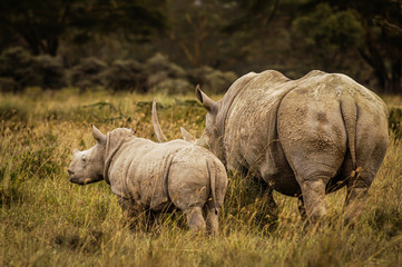 Fototapeta premium Rhino cow and calf standing side by side viewed from the rear