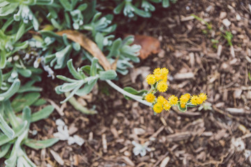 native Australian plant with tiny round yellow flowers